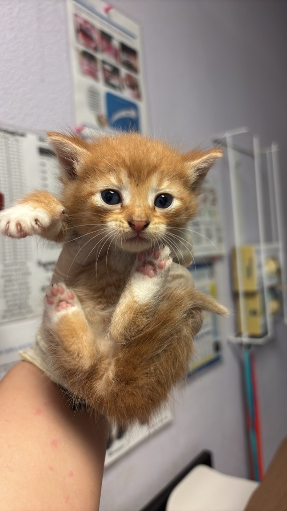 Shelter Stray Female Cat last seen Bexar County, New Braunfels, TX 78130