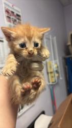 Shelter Stray Female Cat last seen Bexar County, New Braunfels, TX 78130