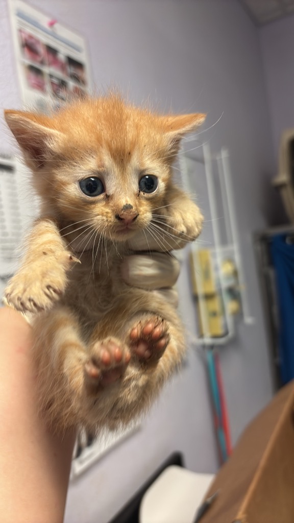 Shelter Stray Female Cat last seen Bexar County, New Braunfels, TX 78130