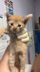Shelter Stray Female Cat last seen Bexar County, New Braunfels, TX 78130