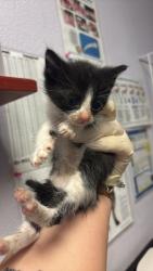 Shelter Stray Male Cat last seen Bexar County, New Braunfels, TX 78130