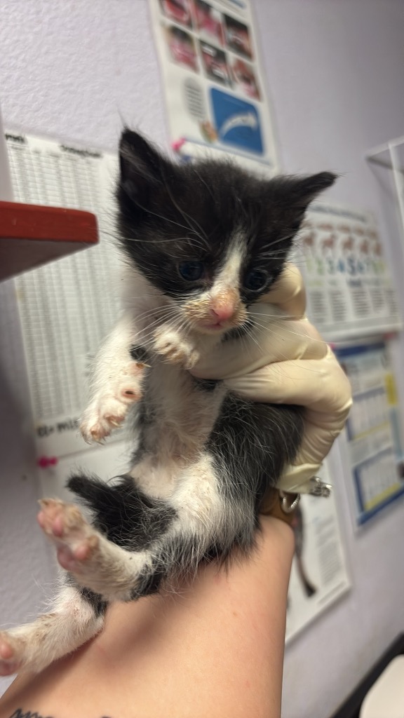 Shelter Stray Male Cat last seen Bexar County, New Braunfels, TX 78130