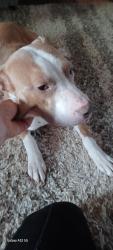 Found/Stray Female Dog last seen Shirley rd, Davidson County, NC 27292