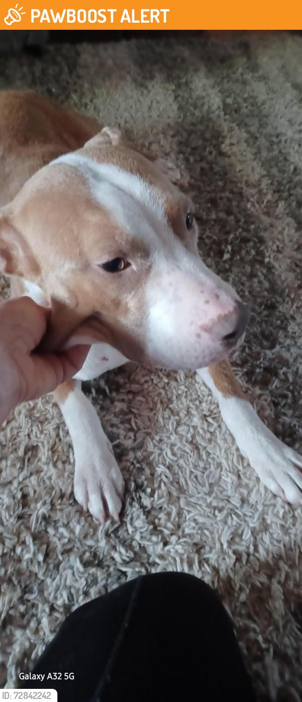 Found/Stray Female Dog last seen Shirley rd, Davidson County, NC 27292