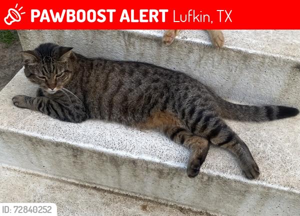 Lost Male Cat last seen Near Grace st, Lufkin, TX 75901