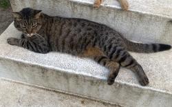 Lost Male Cat last seen Near Grace st, Lufkin, TX 75901