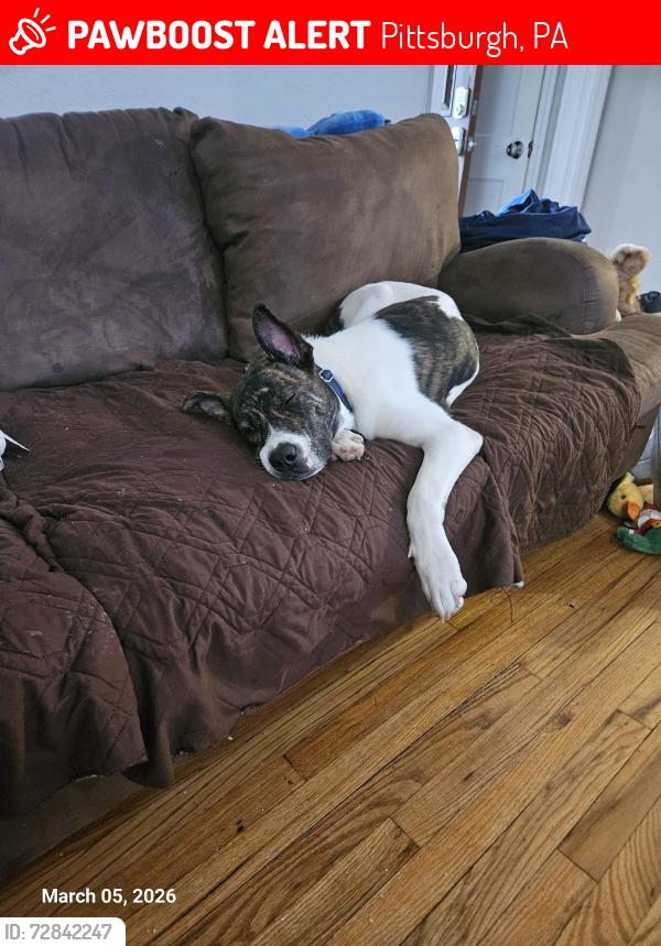 Lost Male Dog last seen Marmo Community park, Pittsburgh, PA 15202