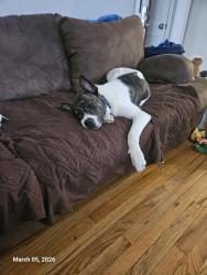 Lost Male Dog last seen Marmo Community park, Pittsburgh, PA 15202