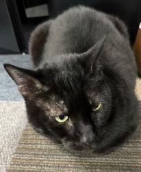Lost Male Cat last seen Pleasant Valley Rd, Indian Lakes, Virginia Beach, VA 23464