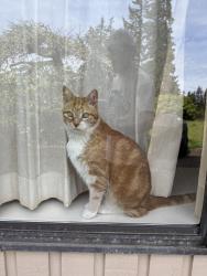 Lost Male Cat last seen Chinook middle school area , Clyde Hill, WA 98004