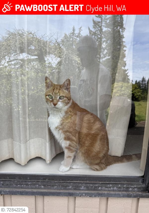 Lost Male Cat last seen Chinook middle school area , Clyde Hill, WA 98004