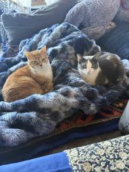 Lost Male Cat last seen Clyde hill near chinook middle school , Clyde Hill, WA 98004