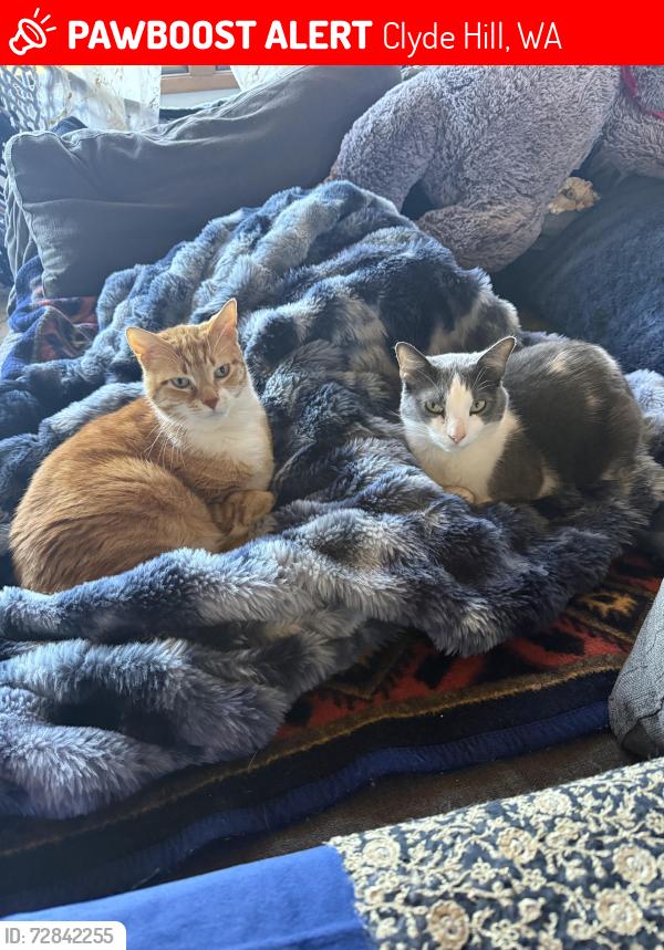Lost Male Cat last seen Clyde hill near chinook middle school , Clyde Hill, WA 98004