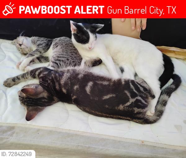 Lost Male Cat last seen E. Acres Rd., Gun Barrel City, TX 75156