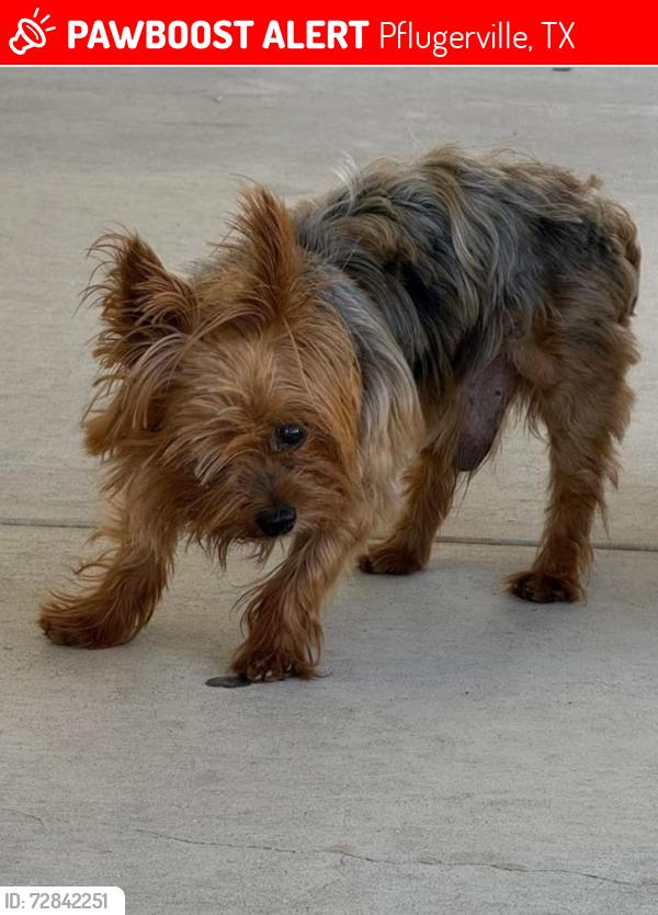 Lost Male Dog last seen Rocky Creek Rd & Savine Rise Ct, Pflugerville, TX 78660
