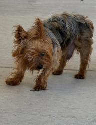 Lost Male Dog last seen Rocky Creek Rd & Savine Rise Ct, Pflugerville, TX 78660