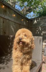 Lost Male Dog last seen Near s 22nd st, Columbus, OH 43206