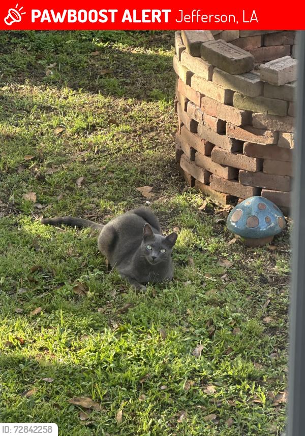 Lost Male Cat last seen Labarre and Sherling, behind dot’s diner near Ochsner Main Campus, Jefferson, LA 70121