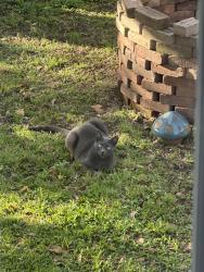 Lost Male Cat last seen Labarre and Sherling, behind dot’s diner near Ochsner Main Campus, Jefferson, LA 70121