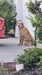 Found/Stray Unknown Dog last seen Near Davis Grove Ln, Powdersville, SC 29673