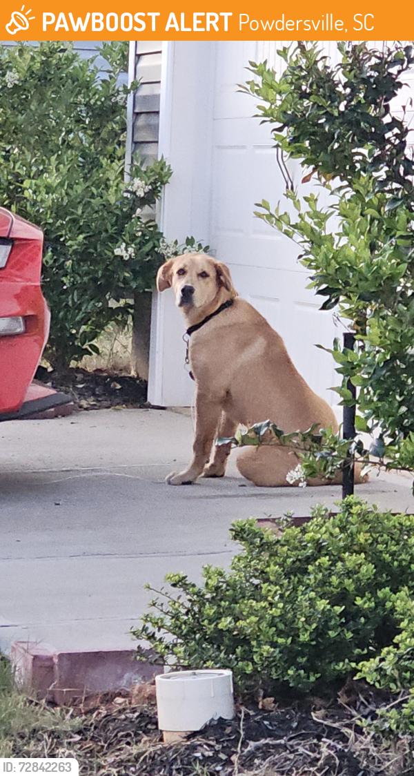 Found/Stray Unknown Dog last seen Near Davis Grove Ln, Powdersville, SC 29673