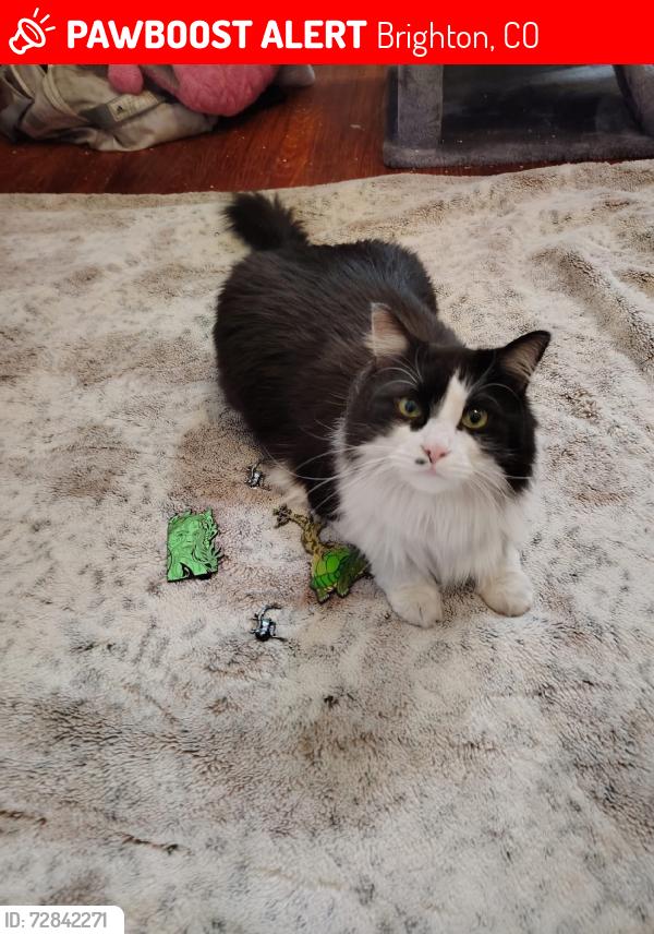 Lost Female Cat last seen Building 2, Brighton, CO 80601