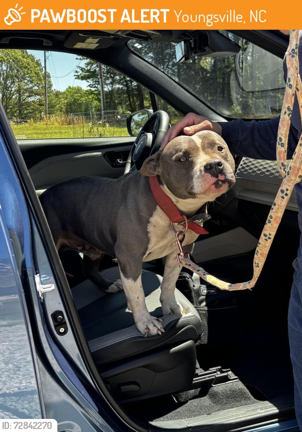 Found/Stray Male Dog last seen John Mitc road , Youngsville, NC 27596