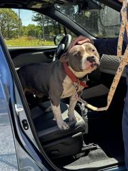 Found/Stray Male Dog last seen John Mitc road , Youngsville, NC 27596