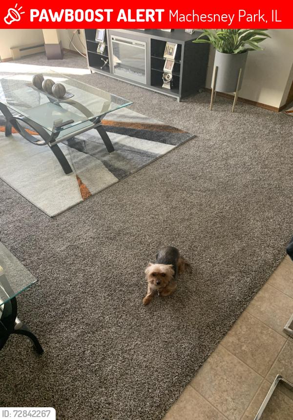 Lost Female Dog last seen Zenith Parkway/ Forest Hills, Machesney Park, IL 61115