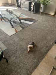 Lost Female Dog last seen Zenith Parkway/ Forest Hills, Machesney Park, IL 61115