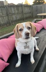 Lost Female Dog last seen Feagin Mill, Warner Robins, GA 31088