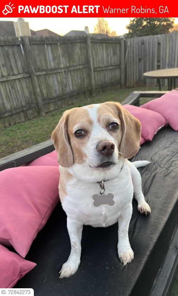 Lost Female Dog last seen Feagin Mill, Warner Robins, GA 31088