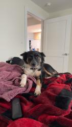 Lost Female Dog last seen Alameda rd and Wells Barnett, Azle, TX 76020