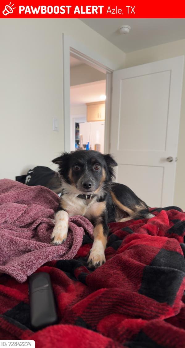 Lost Female Dog last seen Alameda rd and Wells Barnett, Azle, TX 76020