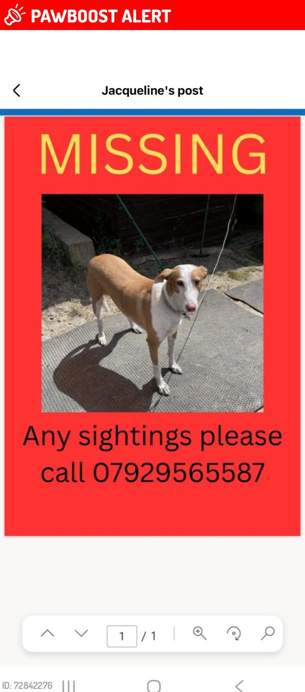 Lost Female Dog last seen Colliers Wood London sw19 , Colliers Wood, England 
