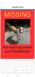 Lost Female Dog last seen Colliers Wood London sw19 , Colliers Wood, England 