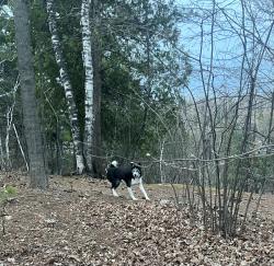 Found/Stray Unknown Dog last seen North side of Chester Park, right behind Chester Creek Academy, Duluth, MN 55811