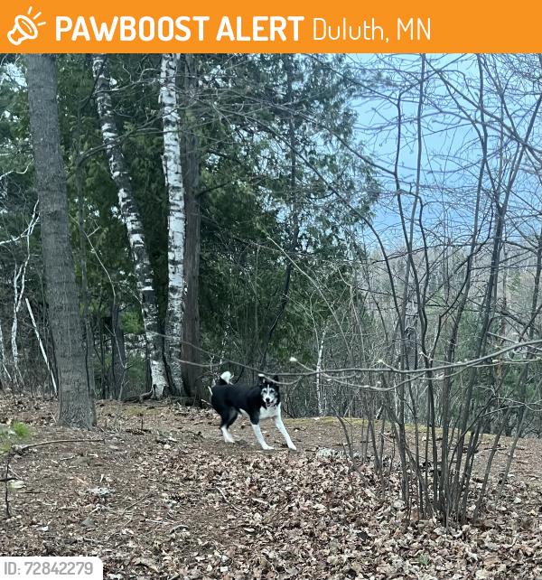 Found/Stray Unknown Dog last seen North side of Chester Park, right behind Chester Creek Academy, Duluth, MN 55811