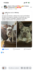 Lost Female Dog last seen Near Sun valley dr las vegas , Las Vegas, NV 89121