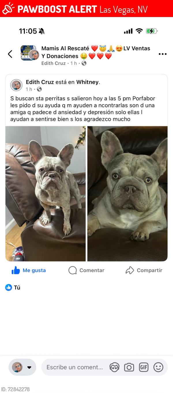 Lost Female Dog last seen Near Sun valley dr las vegas , Las Vegas, NV 89121