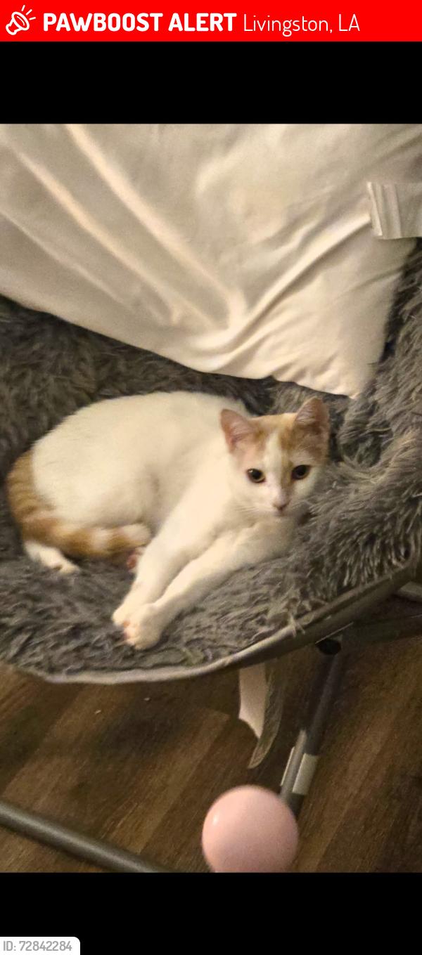 Lost Male Cat last seen Iowa and west highland , Livingston, LA 70754