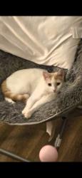 Lost Male Cat last seen Iowa and west highland , Livingston, LA 70754
