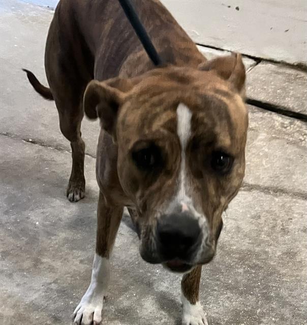 Shelter Stray Male Dog last seen Near BLOCK NW 74 AVE, Doral, FL 33122