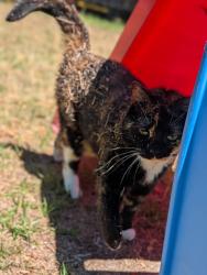 Lost Female Cat last seen Near Mews Way Lexington SC 29072, Lexington, SC 29072