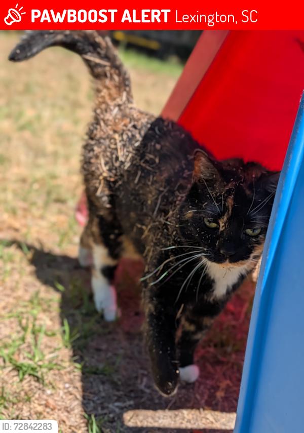 Lost Female Cat last seen Near Mews Way Lexington SC 29072, Lexington, SC 29072