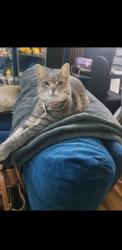 Reunited Female Cat last seen Deer park railway station, Wakool ave deer park, Bon Thomas reserve, Deer Park, VIC 3023