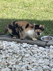 Lost Female Cat last seen Rock springs midland, Christiana, TN 37037