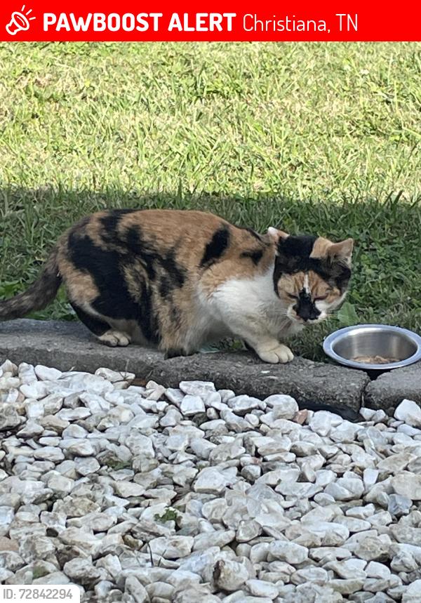Lost Female Cat last seen Rock springs midland, Christiana, TN 37037