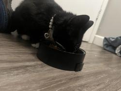 Found/Stray Female Cat last seen Western Avenue Dogwood apmts , Chillicothe, OH 45601