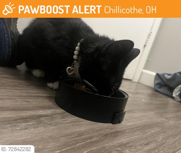 Found/Stray Female Cat last seen Western Avenue Dogwood apmts, Chillicothe, OH 45601